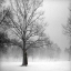 Snowforest.jpg